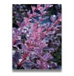 Berberis thunbergii Rose Glow