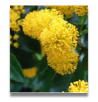 Azara serrata 