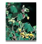 Amicia zygomeris (more later in year)