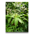 Aloysia triphylla