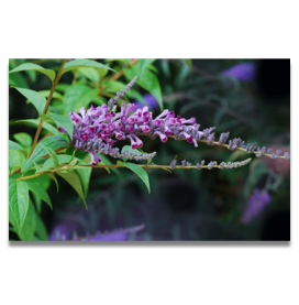 Buddleia lindleyana