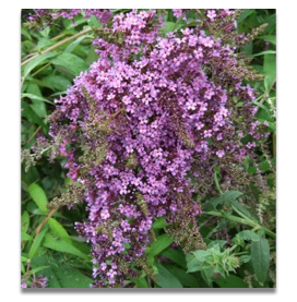 Buddleia Dartmoor