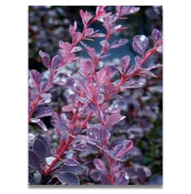 Berberis thunbergii Rose Glow