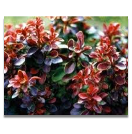 Berberis thunbergii Red Pillar