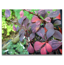 Berberis thunbergii Harlequin