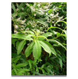 Aloysia triphylla